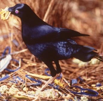 The satin bowerbird with its blue treasures